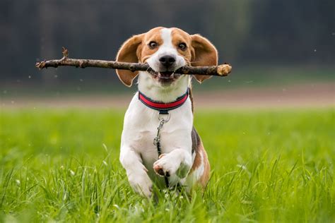 can dogs enjoy music while they're playing fetch