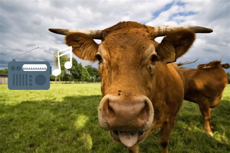 do cows like music that is played in the barn during milking time